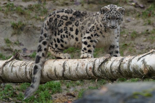 Snow Leopard - Download Free Stock Photos Pikwizard.com