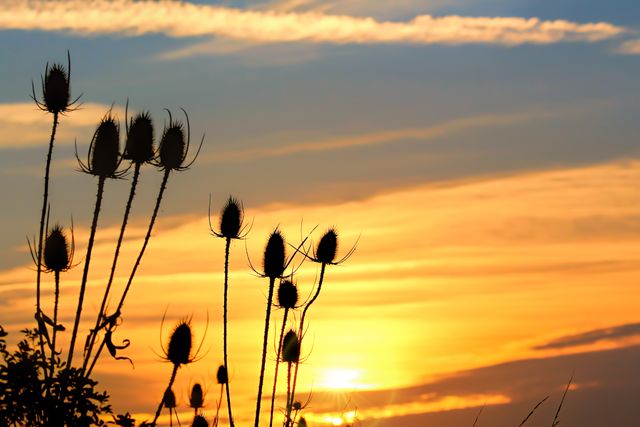 Close-up of Silhouette Plants Against Sunset Sky - Download Free Stock Photos Pikwizard.com