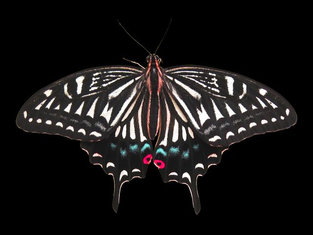 Close-up of Butterfly over Black Background - Download Free Stock Photos Pikwizard.com