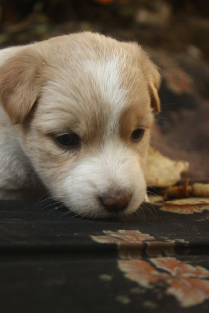 Puppy dog animal pet doggy cute petlovers - Download Free Stock Photos Pikwizard.com