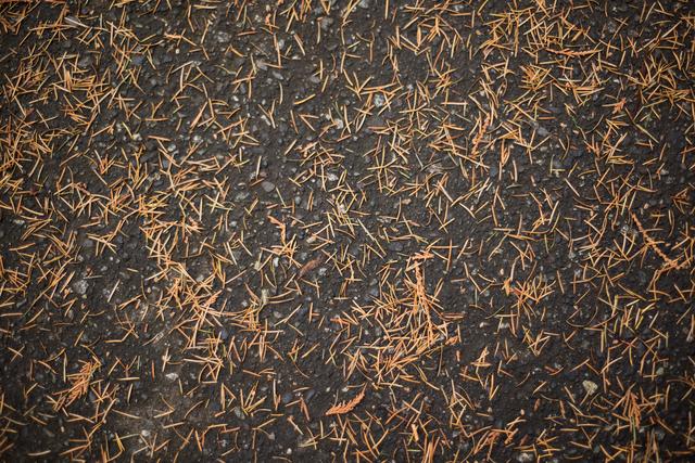 Dried pine tree leaves fallen on the ground - Download Free Stock Photos Pikwizard.com