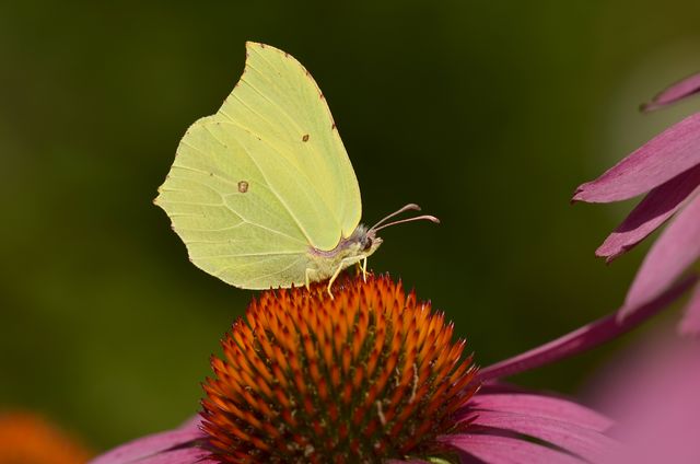 Gonepteryx Rhamni Butterfly - Download Free Stock Photos Pikwizard.com