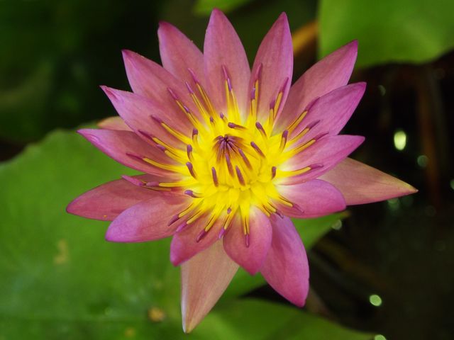 Lotus pink and purple taipei flower market - Download Free Stock Photos Pikwizard.com