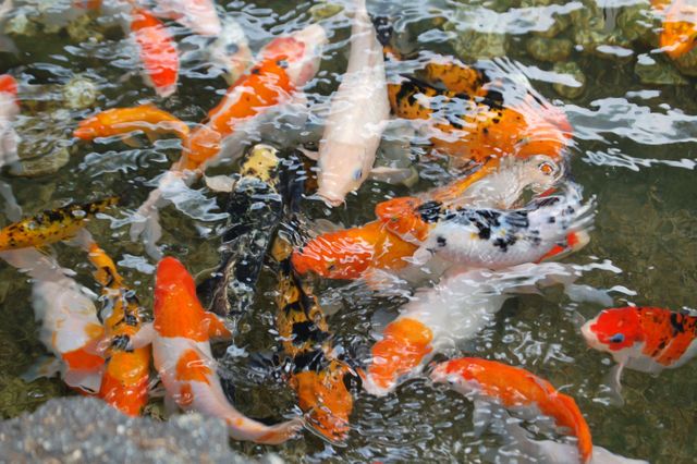 Focus Photo of Orange White and Black Fish in Ponds - Download Free Stock Photos Pikwizard.com