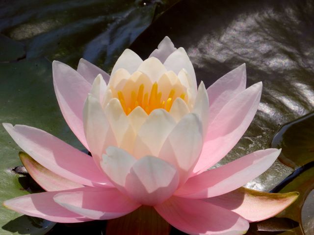 a water lily - Download Free Stock Photos Pikwizard.com