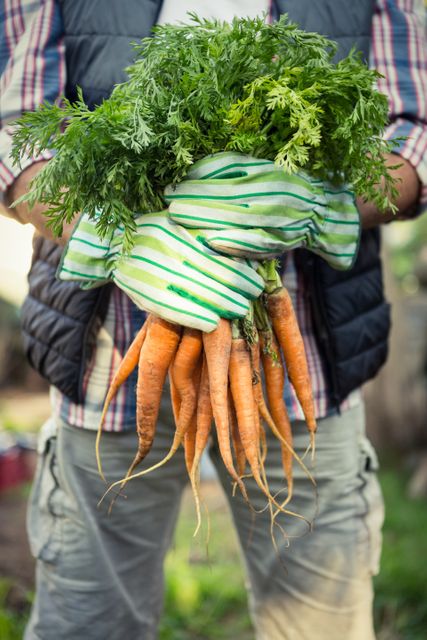 Midsection of worker holding fresh carrots bunch at farm - Download Free Stock Photos Pikwizard.com