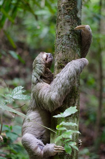 Sloth mammal animal wildlife - Download Free Stock Photos Pikwizard.com