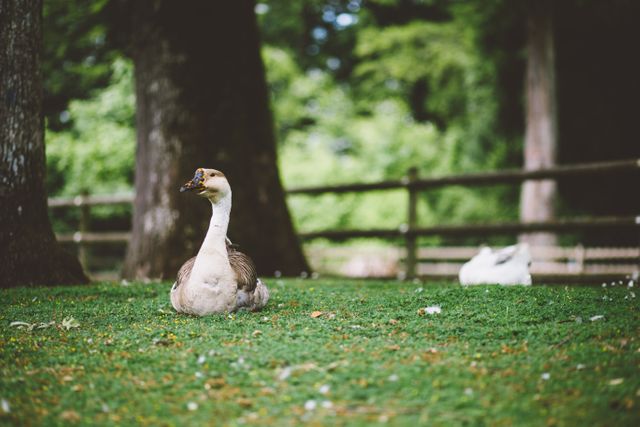White and brown goose sitting on the grass - Download Free Stock Photos Pikwizard.com