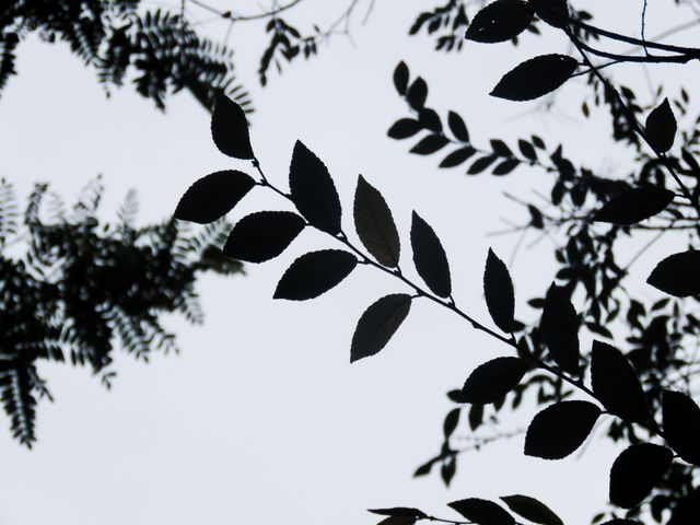 Trees leaves silhouette- Download Free Stock Photos Pikwizard.com