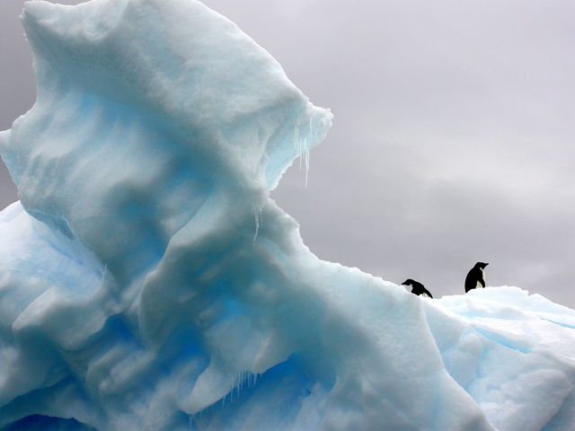 two penguins on an iceberg - Download Free Stock Photos Pikwizard.com