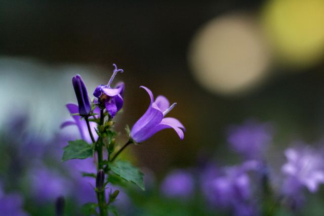 Purple Flower Plant - Download Free Stock Photos Pikwizard.com