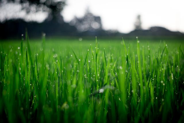 Shallow Focus Photography of Green Grasses during Daytime - Download Free Stock Photos Pikwizard.com