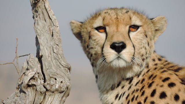 Cheetah Feline Big cat - Download Free Stock Photos Pikwizard.com