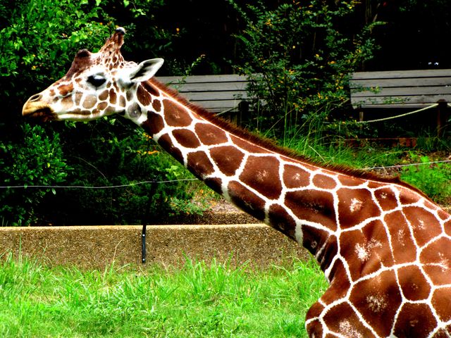 Giraffe - Download Free Stock Photos Pikwizard.com