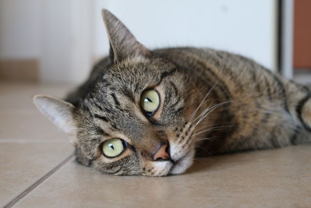 Brown Tabby Cat Lying on Brown Ceramic Tile Flooring - Download Free Stock Photos Pikwizard.com