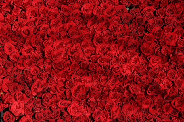 Close up view of red rose flowers background. decorative background concept