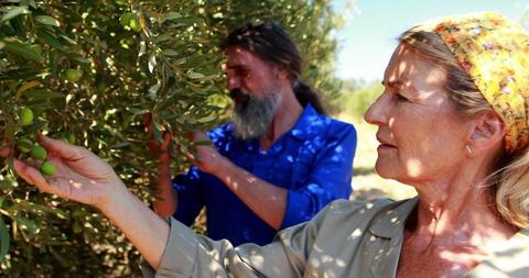 A senior woman and middle-aged man harvest olives, embodying a bond ...