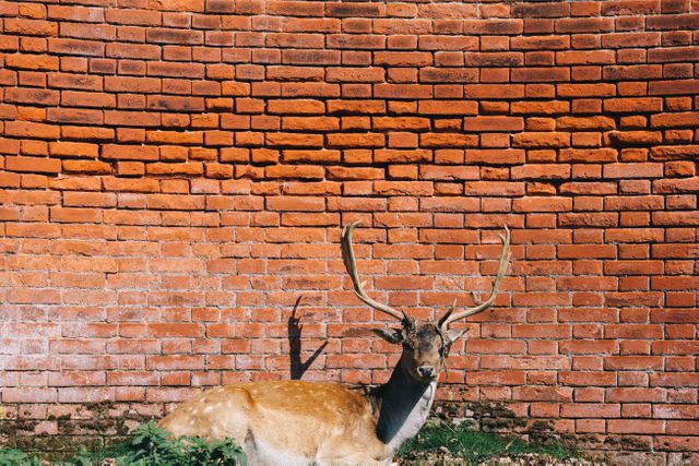 a deer sitting in front of a brick wall - Download Free Stock Photos Pikwizard.com