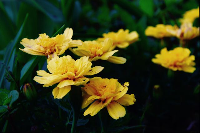 Yellow flower - Download Free Stock Photos Pikwizard.com