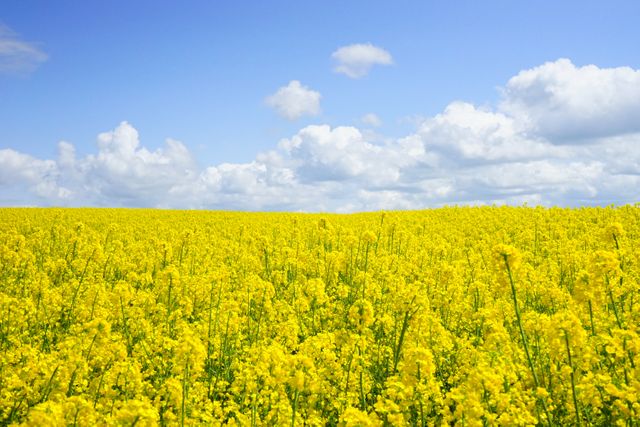 Yellow Flower Field Under Blue Cloudy Sky during Daytime - Download Free Stock Photos Pikwizard.com