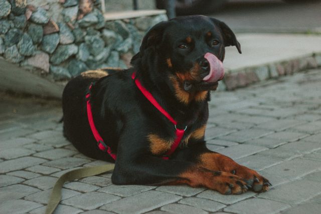 Black Rust Rottweiler Showing Tongue Lying on Concrete Pathway - Download Free Stock Photos Pikwizard.com