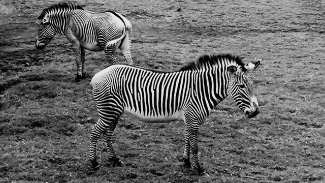Animals black and white exotic animal zebra - Download Free Stock Photos Pikwizard.com