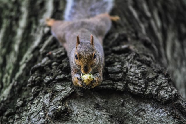Eating macro squirrel - Download Free Stock Photos Pikwizard.com