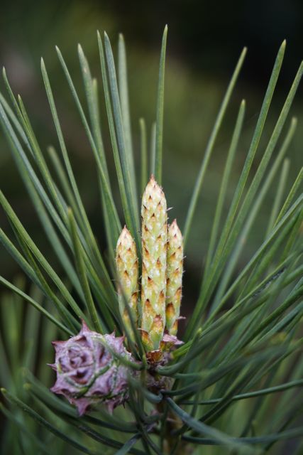 20+ Free images of pine trees- PikWizard