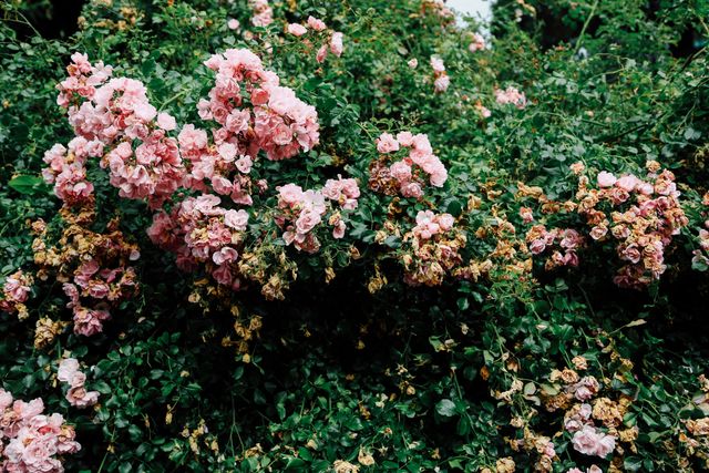 a bush with pink flowers - Download Free Stock Photos Pikwizard.com