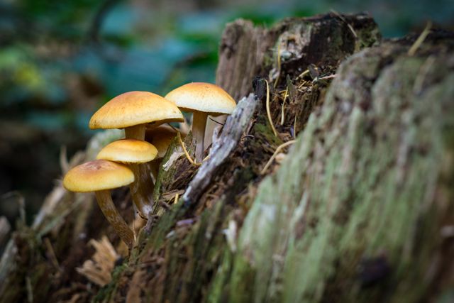 Autumn close up fall forest mushroom - Download Free Stock Photos Pikwizard.com