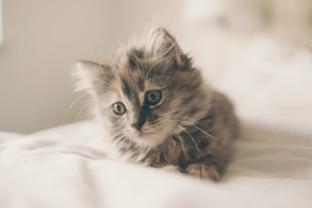 Gray Tabby Kitten on White Textile - Download Free Stock Photos Pikwizard.com