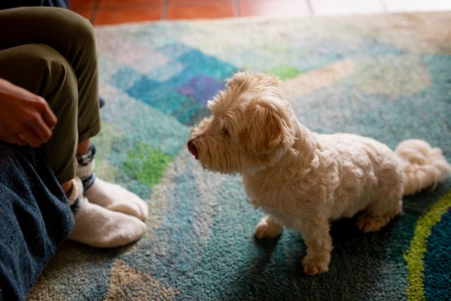 Low section of woman teaching terrier how to sit down - Download Free Stock Photos Pikwizard.com