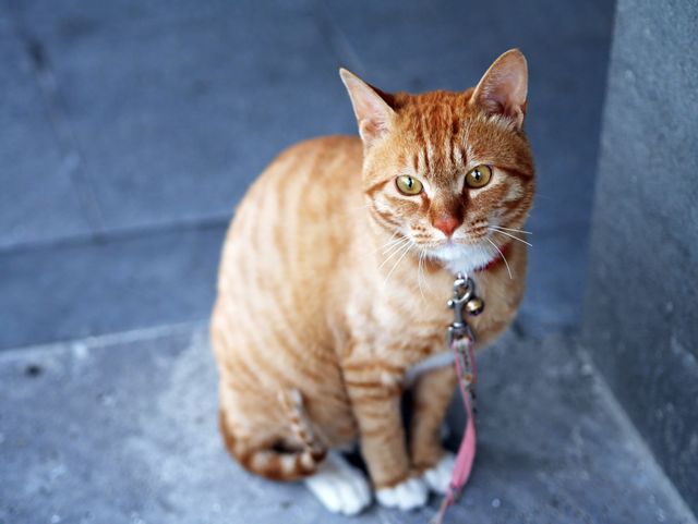Orange Tabby Cat With Pink Leash - Download Free Stock Photos Pikwizard.com