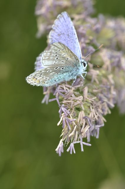 Purple White Butterfly on Purple Petaled Flower during Daytime - Download Free Stock Photos Pikwizard.com
