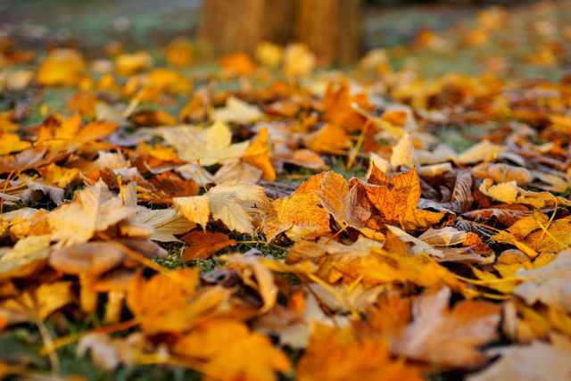 Autumn autumn forest background color - Download Free Stock Photos Pikwizard.com