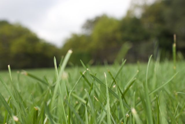 Green Grass Field - Download Free Stock Photos Pikwizard.com