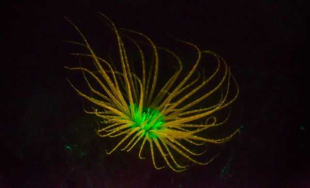 Jellyfish Fractal Art - Download Free Stock Photos Pikwizard.com