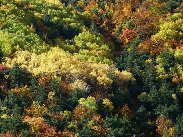 a forest with many different colors - Download Free Stock Photos Pikwizard.com