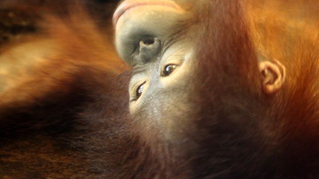 Orangutan Primate Monkey - Download Free Stock Photos Pikwizard.com