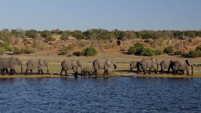 Africa botswana chobe elephant - Download Free Stock Photos Pikwizard.com