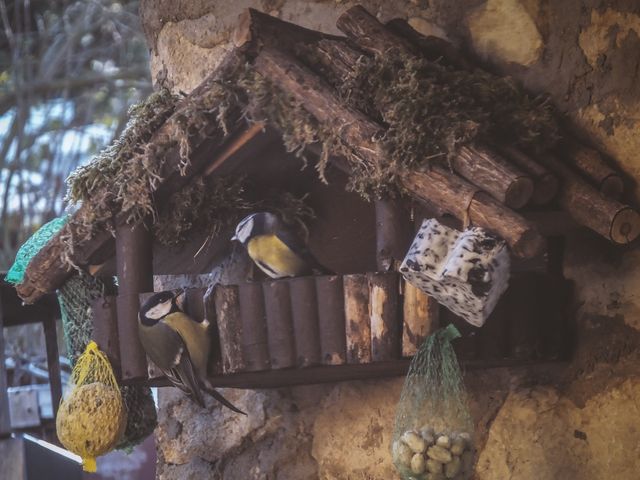 Bird house bird nest bluetit nature photography - Download Free Stock Photos Pikwizard.com