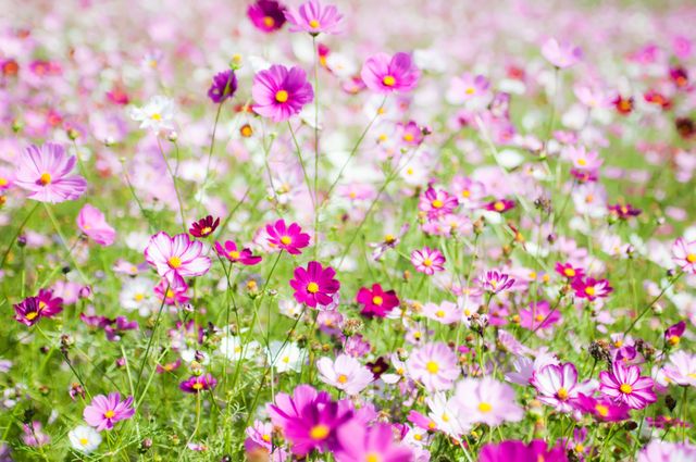 Autumn cosmos cosmos field cosmos wind flower fields - Download Free Stock Photos Pikwizard.com