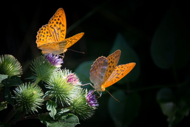 Nature orange butterfly silver bordered fritillary - Download Free Stock Photos Pikwizard.com