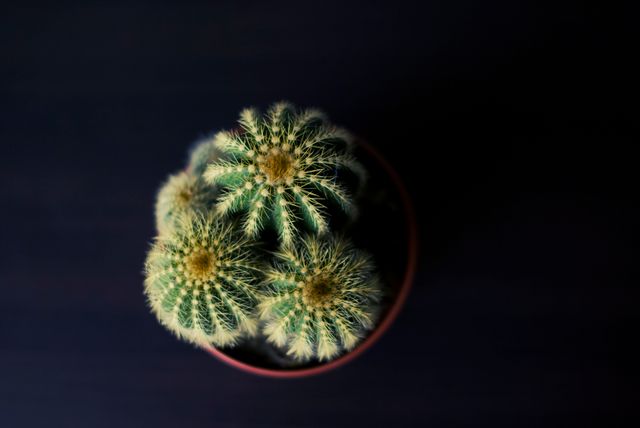 Plant cactus spiny - Download Free Stock Photos Pikwizard.com