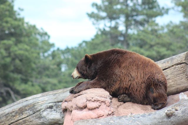 Brown bear Bear Mammal - Download Free Stock Photos Pikwizard.com