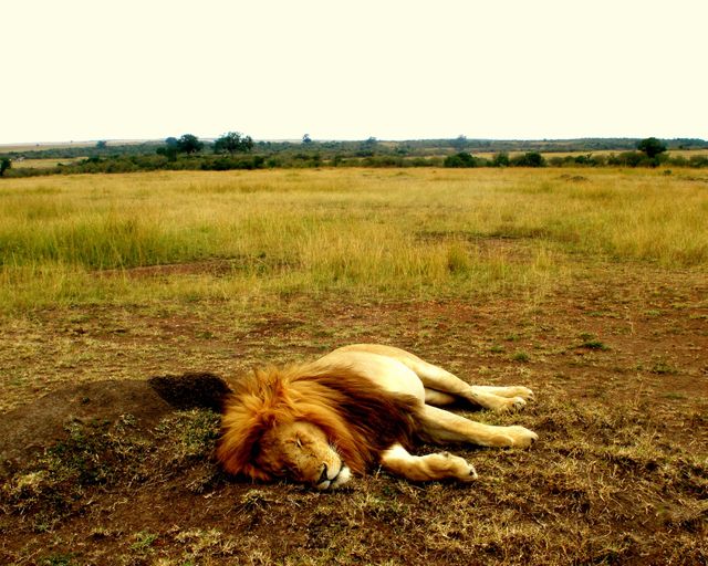 a lion laying down - Download Free Stock Photos Pikwizard.com