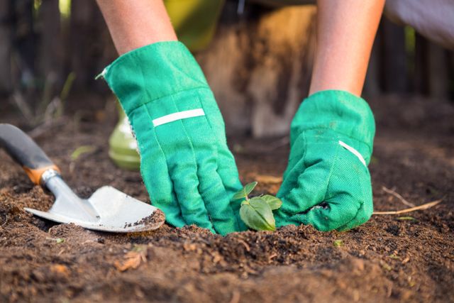 Close-up of gardener planting seedling in dirt at garden - Download Free Stock Photos Pikwizard.com
