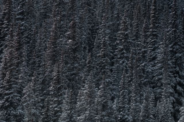 a snowy forest - Download Free Stock Photos Pikwizard.com