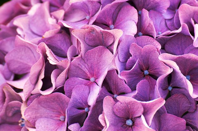 Lilac Purple Flower - Download Free Stock Photos Pikwizard.com