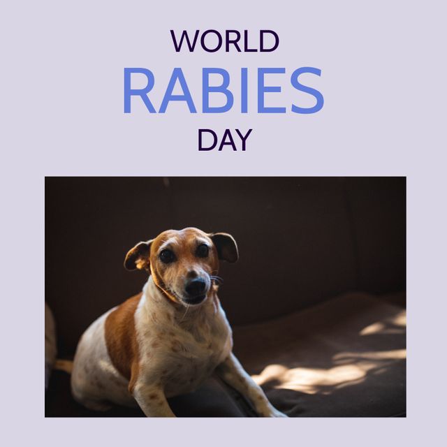 Composite of dog sitting on couch, looking at camera and world rabies day text on gray background. Copy space, vaccination, disease, awareness, prevention and pet healthcare concept.